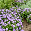 Ageratum houstonianum 'Ville de Liege'